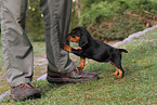 Slovakian Hound Puppy