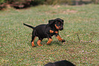 Slovakian Hound Puppy