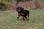 Slovakian Hound Puppy