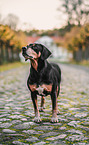 Hound-Mongrel