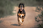 Hound-Mongrel