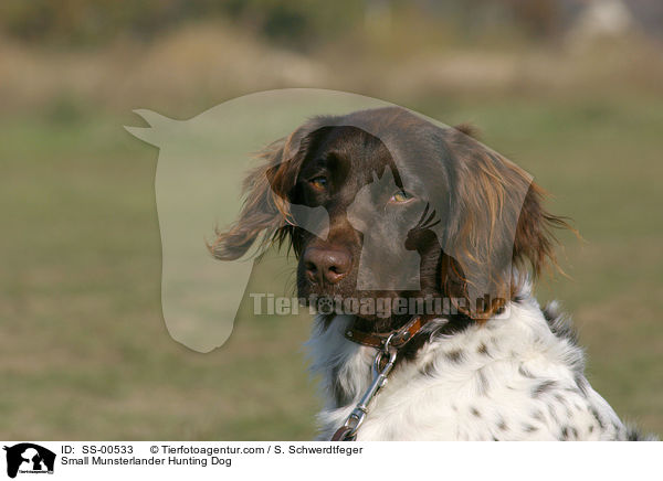 Small Munsterlander Hunting Dog / SS-00533
