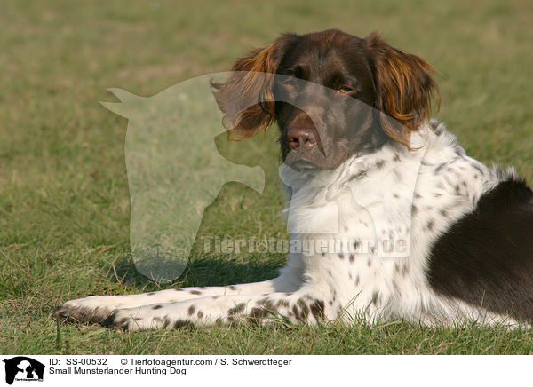 Kleiner Mnsterlnder / Small Munsterlander Hunting Dog / SS-00532