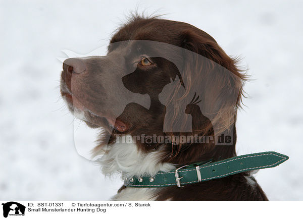 Small Munsterlander Hunting Dog / SST-01331