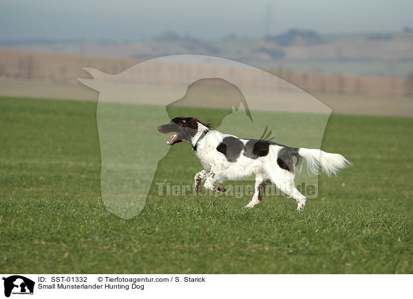 Kleiner Mnsterlnder / Small Munsterlander Hunting Dog / SST-01332