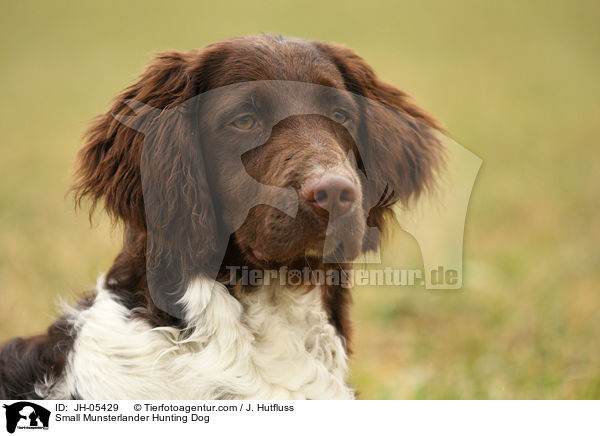 Kleiner Mnsterlnder / Small Munsterlander Hunting Dog / JH-05429