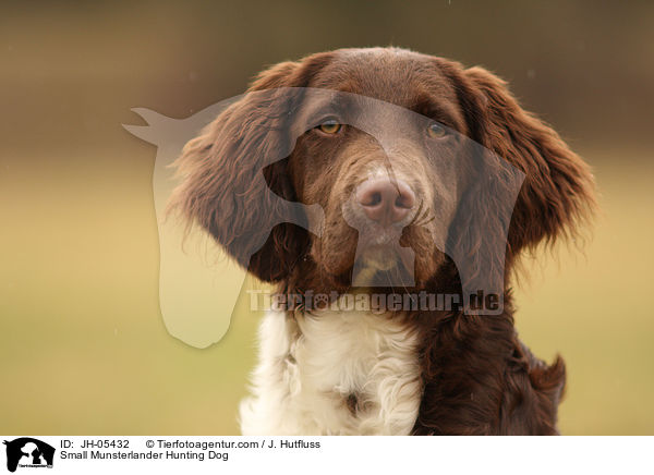 Small Munsterlander Hunting Dog / JH-05432
