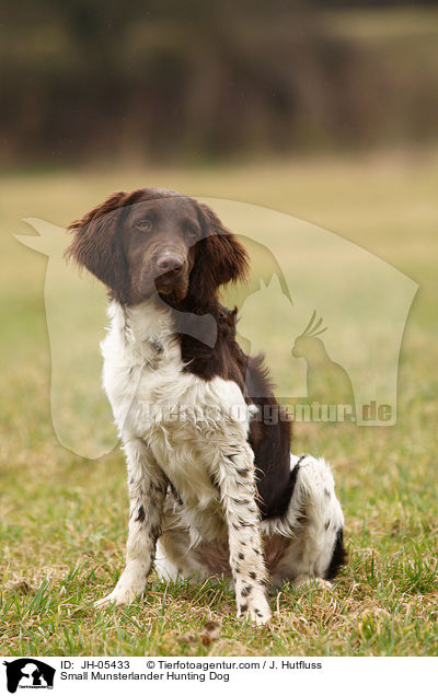 Small Munsterlander Hunting Dog / JH-05433