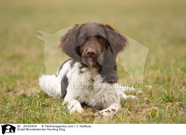 Kleiner Mnsterlnder / Small Munsterlander Hunting Dog / JH-05434