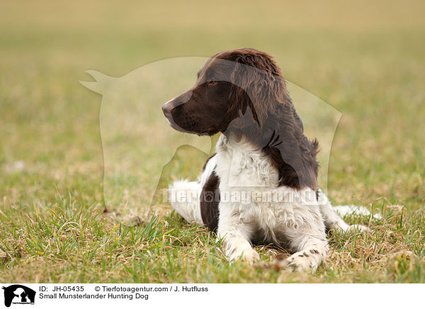 Small Munsterlander Hunting Dog / JH-05435