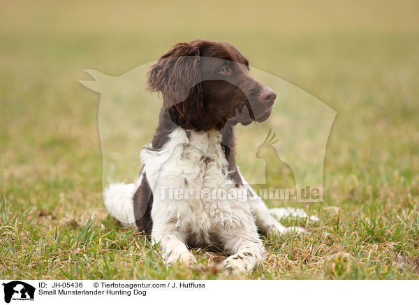 Kleiner Mnsterlnder / Small Munsterlander Hunting Dog / JH-05436