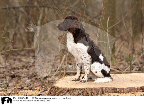 Kleiner Mnsterlnder / Small Munsterlander Hunting Dog / JH-05440