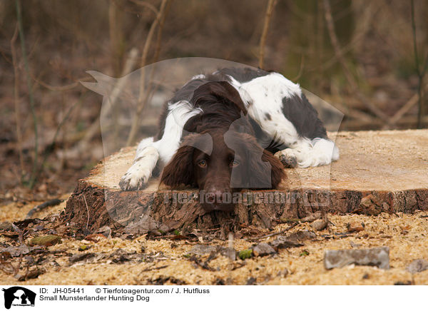 Kleiner Mnsterlnder / Small Munsterlander Hunting Dog / JH-05441