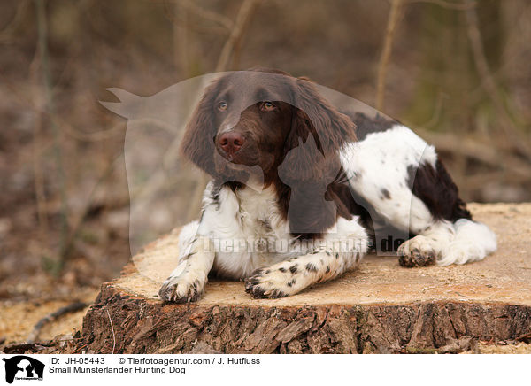 Kleiner Mnsterlnder / Small Munsterlander Hunting Dog / JH-05443