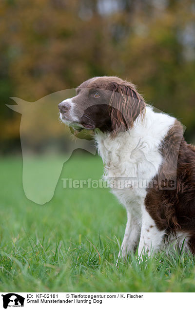 Kleiner Mnsterlnder / Small Munsterlander Hunting Dog / KF-02181