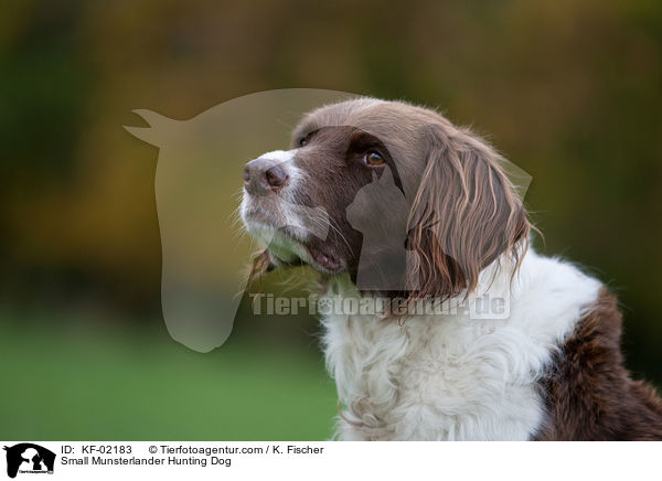 Kleiner Mnsterlnder / Small Munsterlander Hunting Dog / KF-02183