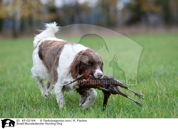 Kleiner Mnsterlnder / Small Munsterlander Hunting Dog / KF-02184