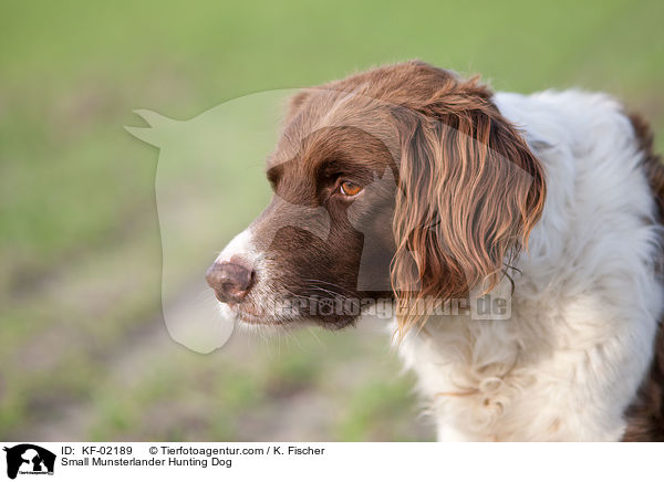 Kleiner Mnsterlnder / Small Munsterlander Hunting Dog / KF-02189