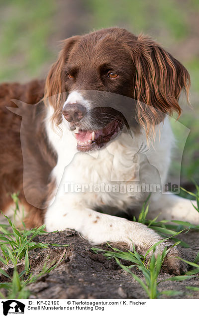 Kleiner Mnsterlnder / Small Munsterlander Hunting Dog / KF-02190