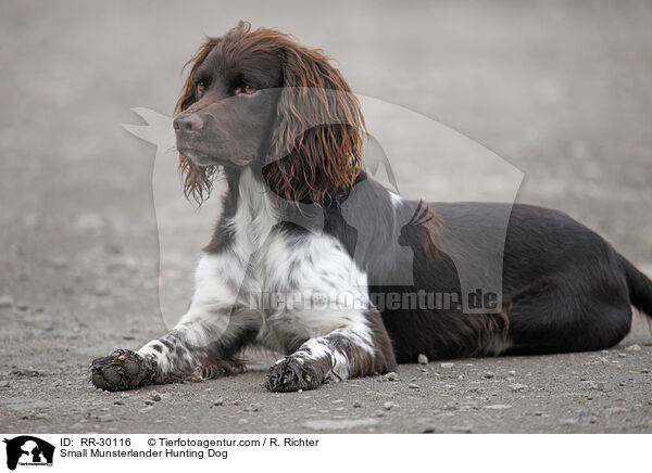 Small Munsterlander Hunting Dog / RR-30116