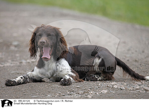 Small Munsterlander Hunting Dog / RR-30120