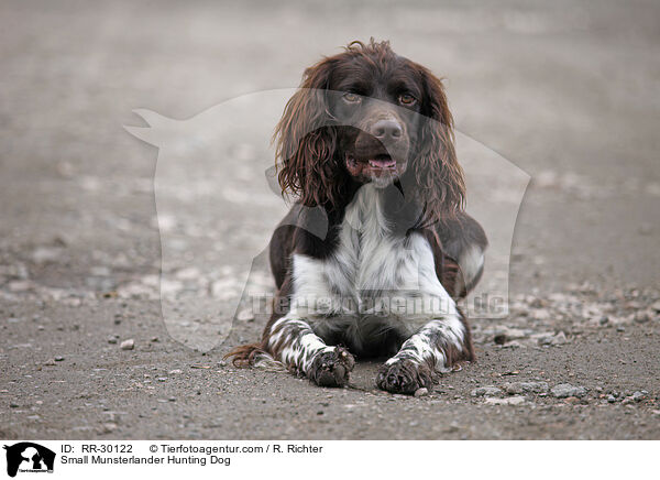 Small Munsterlander Hunting Dog / RR-30122
