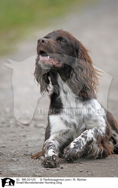 Small Munsterlander Hunting Dog / RR-30125