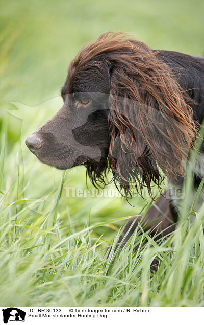 Small Munsterlander Hunting Dog / RR-30133