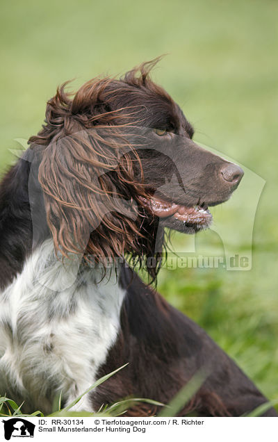 Small Munsterlander Hunting Dog / RR-30134