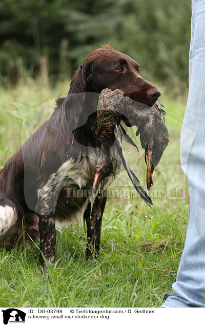 apportierender Kleiner Mnsterlnder / retrieving small munsterlander dog / DG-03798