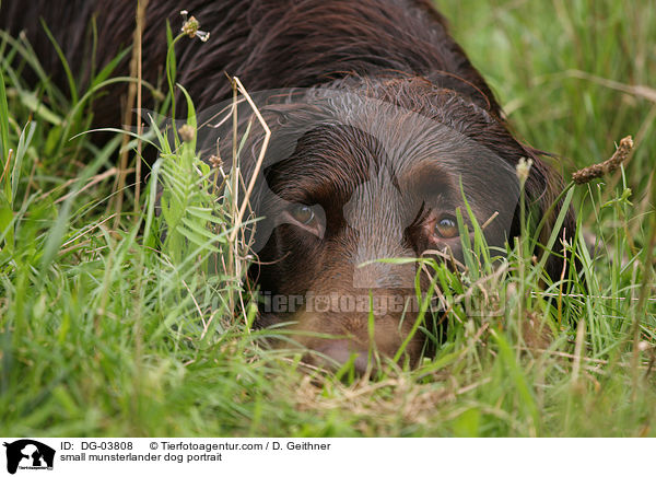 Kleiner M�nsterl�nder Portrait / small munsterlander dog portrait / DG-03808