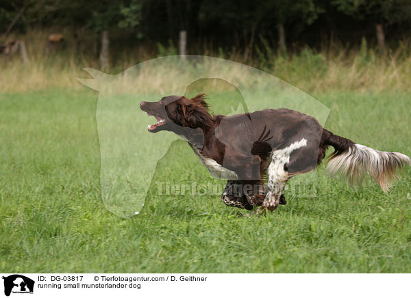 rennender Kleiner Mnsterlnder / running small munsterlander dog / DG-03817