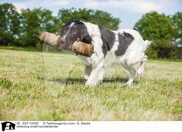 apportierender Kleiner Mnsterlnder / retrieving small munsterlander / SST-10355