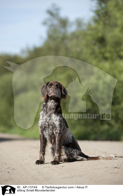 sitzender Kleiner Mnsterlnder / sitting Small Munsterlander / AP-13749