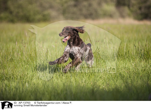 running Small Munsterlander / AP-13763