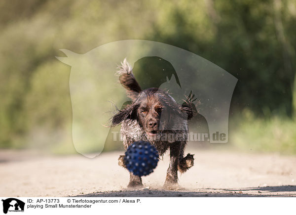 spielender Kleiner Mnsterlnder / playing Small Munsterlander / AP-13773