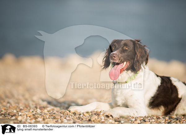 liegender Kleiner Mnsterlnder / lying small munsterlander / BS-06393