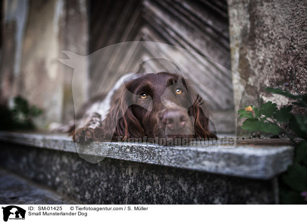 Kleiner Mnsterlnder / Small Munsterlander Dog / SM-01425