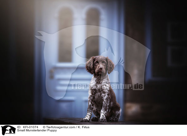 Kleiner Mnsterlnder Welpe / Small Munsterlander Puppy / KFI-01074