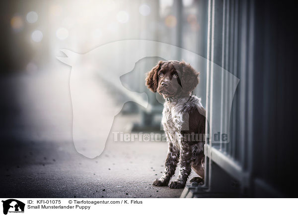 Kleiner Mnsterlnder Welpe / Small Munsterlander Puppy / KFI-01075
