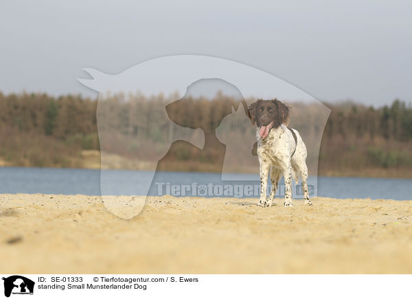 stehender Kleiner Mnsterlnder / standing Small Munsterlander Dog / SE-01333