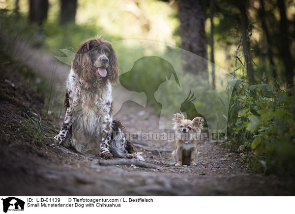 Kleiner Mnsterlnder mit Chihuahua / Small Munsterlander Dog with Chihuahua / LIB-01139
