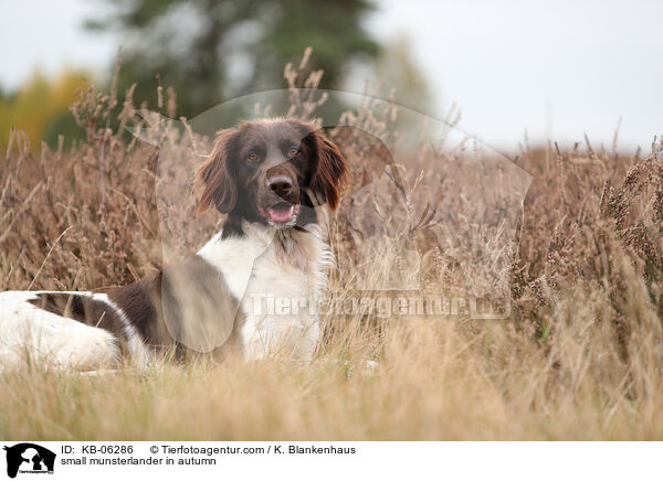 Kleiner Mnsterlnder im Herbst / small munsterlander in autumn / KB-06286