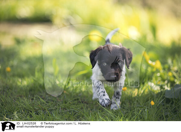 Kleiner Mnsterlnder Welpe / small munsterlander puppy / LH-02526