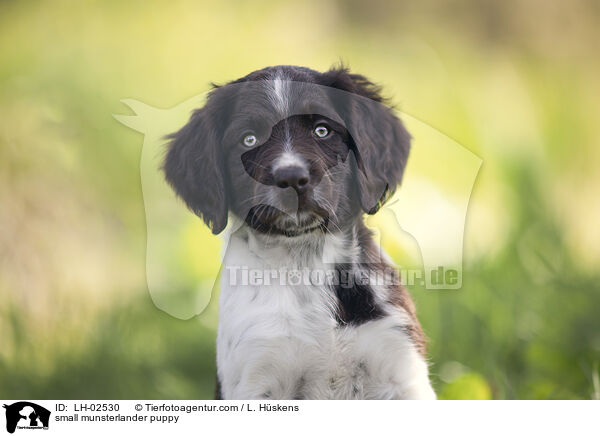 Kleiner Mnsterlnder Welpe / small munsterlander puppy / LH-02530