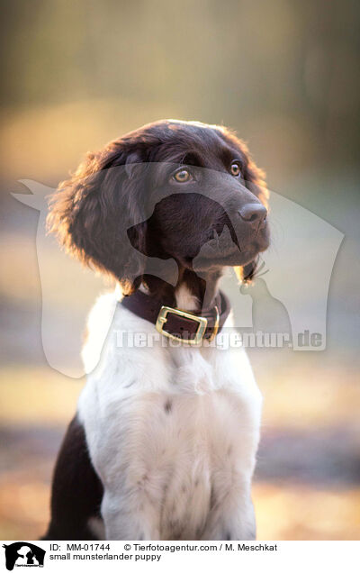 small munsterlander puppy / MM-01744