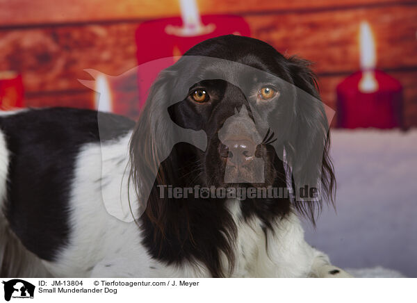 Kleiner Mnsterlnder / Small Munderlander Dog / JM-13804