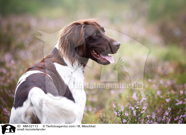 Kleiner Mnsterlnder / small munsterlander / MM-02113