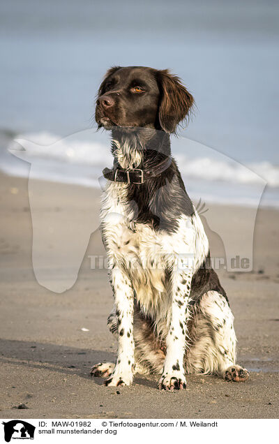 Kleiner Mnsterlnder / small munsterlander dog / MAW-01982