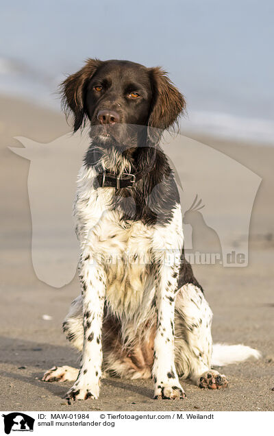small munsterlander dog / MAW-01984